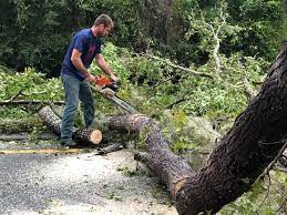 Best Emergency Tree Removal  in Southwood Acres, CT